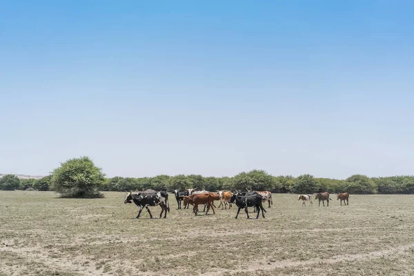 Grupo Vacas Pastando Oasis Del Desierto Namib Angola — Foto de Stock