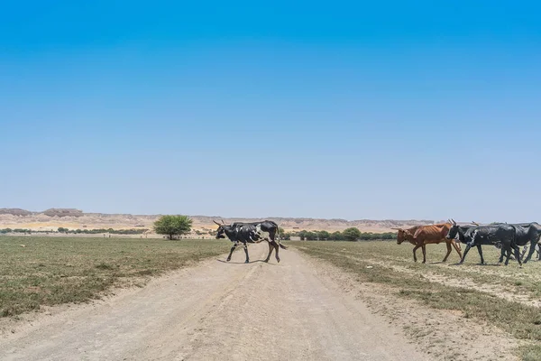Gruppe Von Kühen Die Der Oase Der Namib Wüste Grasen — Stockfoto
