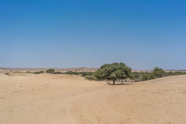 Trockene Oase Der Namibe Wüste Angola — Stockfoto