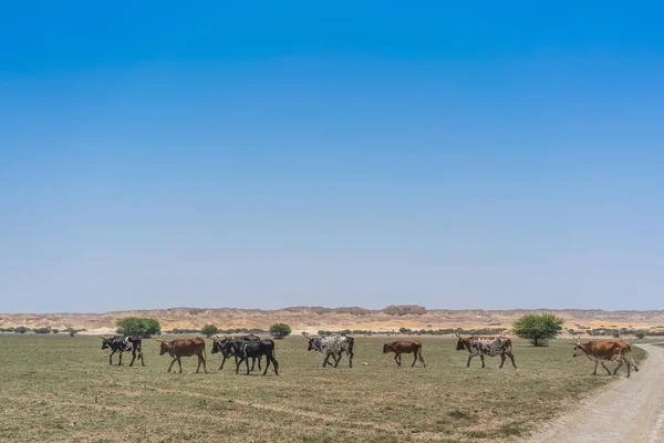 Groupe Vaches Broutant Dans Oasis Désert Namib Angola — Photo