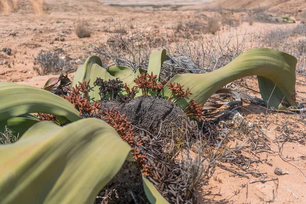 Welwitschia Avec Désert Arrière Plan — Photo