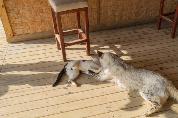狗和猫玩 自然光 — 图库照片