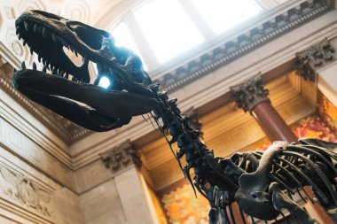 NYC/ABD 02 Jan 2018 - dinozor iskeleti, raptor.