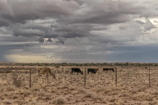 Sossuvlei giderken Namibya Çölü'nde otlayan inekler. — Stok fotoğraf