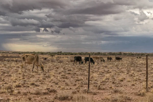 Sossuvlei giderken Namibya Çölü'nde otlayan inekler. — Stok fotoğraf