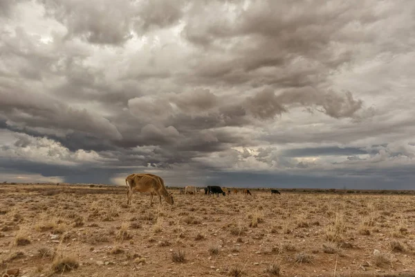 Eine extrem magere Kuh weidet in der Wüste Namibia. — Stockfoto
