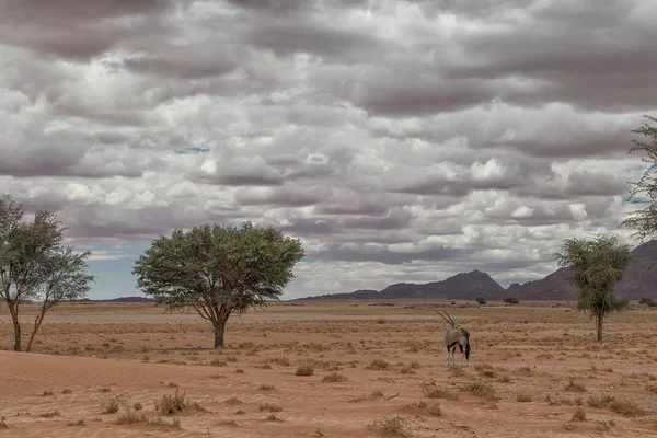 Oryx marche dans le désert de Namibie, avec des arbres et des montagnes en arrière-plan , — Photo