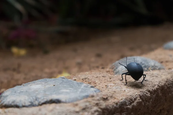 Primo piano dello scarabeo con sfondo sfocato . — Foto Stock