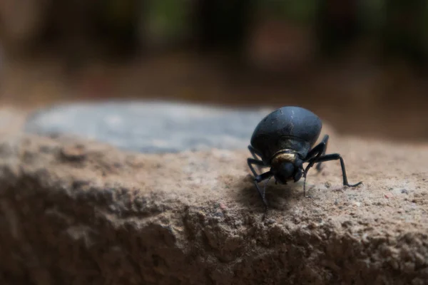Primo piano dello scarabeo con sfondo sfocato . — Foto Stock