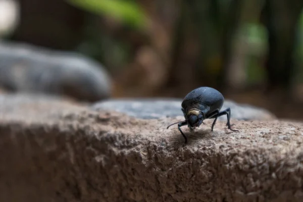 Tutup kumbang dengan latar belakang kabur . — Stok Foto