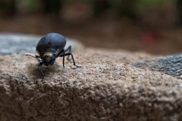 Tutup kumbang dengan latar belakang kabur . — Stok Foto