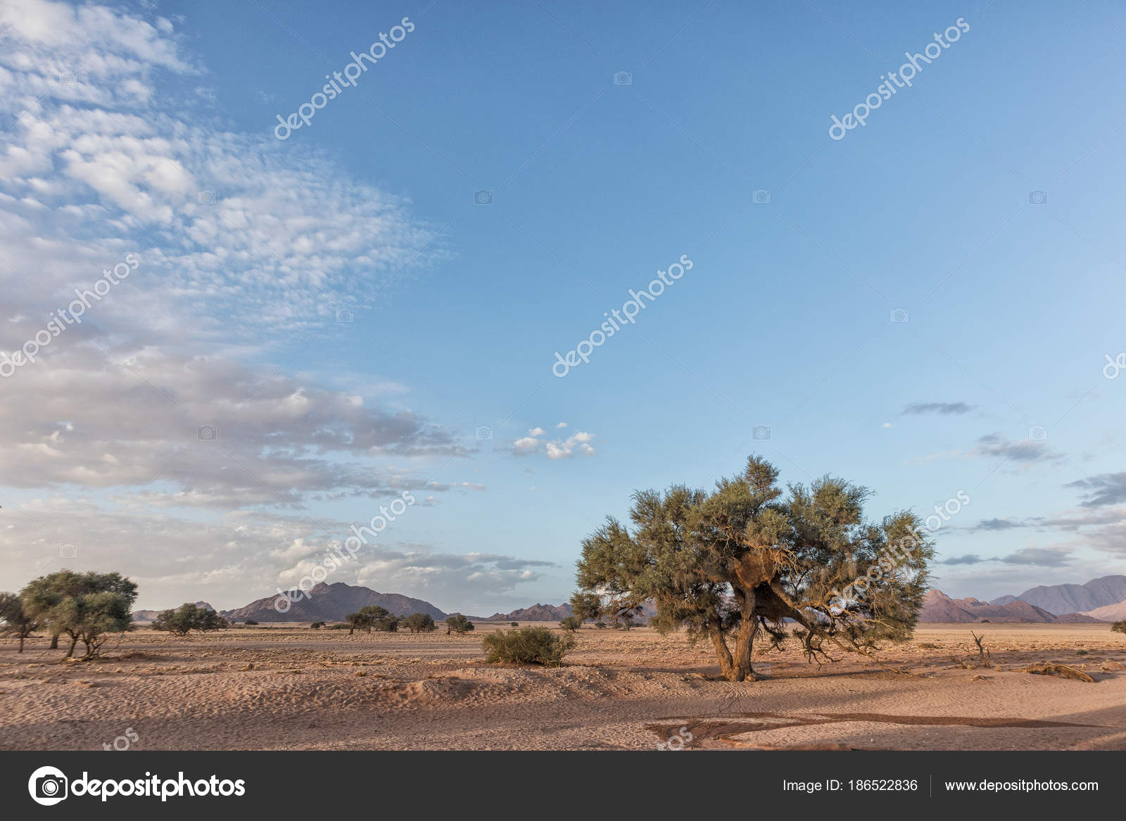 African tree in Namibia desert with mountains in background. With