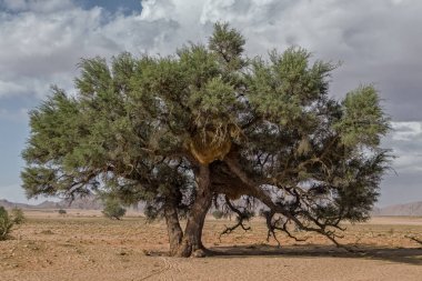 Arka planda dağlar ile Namibya Çölü'nde Afrika ağacı.
