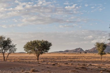 Arka planda dağlar ile Afrika ağacı Namibya Çölü'nde. Günbatımı güzel ışık ile.