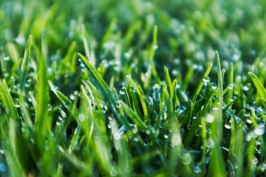 Çim çiğ ile kapatın. Sunrise ışık.