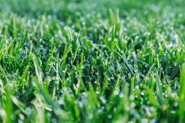 Çim çiğ ile kapatın. Sunrise ışık.