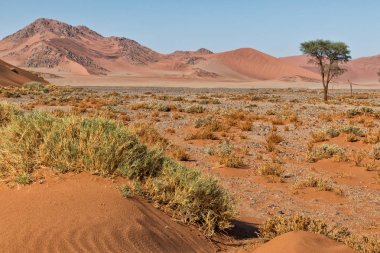 Yalnız ağaç yatay çalılar ve Namibya Çölü'nde kırmızı dunes. Sossusvlei.