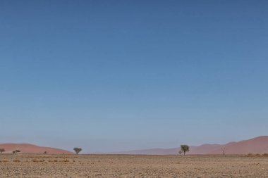 Yalnız ağaç yatay çalılar ve Namibya Çölü'nde kırmızı dunes. Sossusvlei.