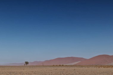 Yalnız ağaç yatay çalılar ve Namibya Çölü'nde kırmızı dunes. Sossusvlei.