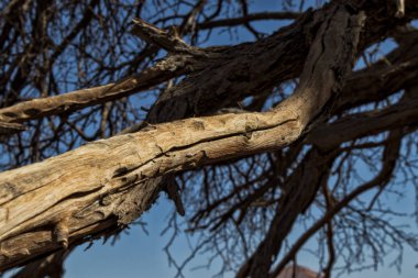 Namibya Çölü'nde kuru ağaç dalları. Sossusvlei.