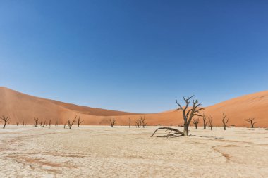 Ölüm vlei peyzaj, Kuru ve ölü ağaçlar Sossusvlei kırmızı kum tepelerine ile. Namibya.