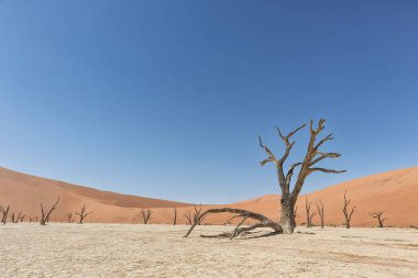 Ölüm vlei peyzaj, Kuru ve ölü ağaçlar Sossusvlei kırmızı kum tepelerine ile. Namibya.