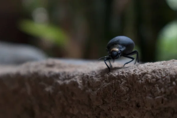 Primo piano dello scarabeo con sfondo sfocato . — Foto Stock