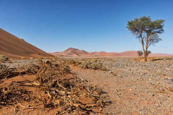 외로운 나무 관목 및 나미비아 사막에 있는 붉은 모래 언덕 풍경입니다. Sossusvlei. — 스톡 사진