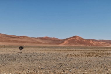 Devekuşu çöl in Sossusvlei, Namibya, kırmızı tepeleri ile içeri girer.