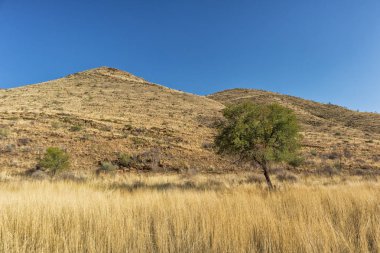 Yalnız ağaç dağ ve çim sarı tonlarında. Namibya.