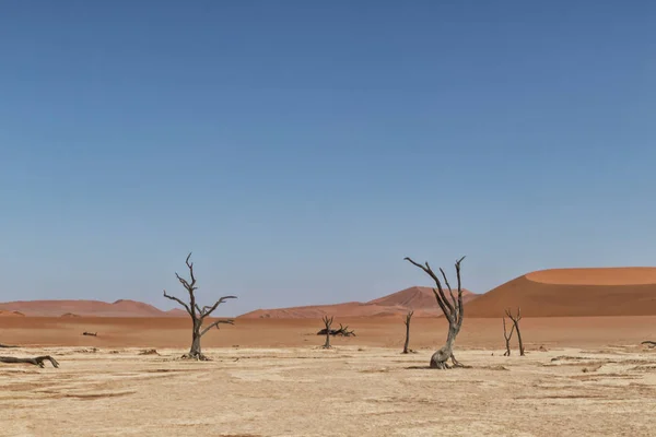 Vlei 죽음의 풍경, Sossusvlei의 붉은 모래 언덕으로 건조 하 고 죽은 나무. 나미비아. — 스톡 사진