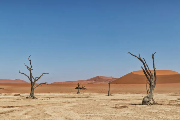 Vlei 죽음의 풍경, Sossusvlei의 붉은 모래 언덕으로 건조 하 고 죽은 나무. 나미비아. — 스톡 사진