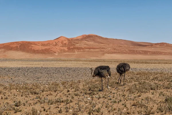 Promenades d'autruches dans le désert de Sossusvlei, Namibie, avec des dunes rouges . — Photo