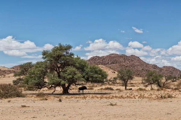 Gnus im Schatten in der Wüste von sossusvlei namibia. — Stockfoto