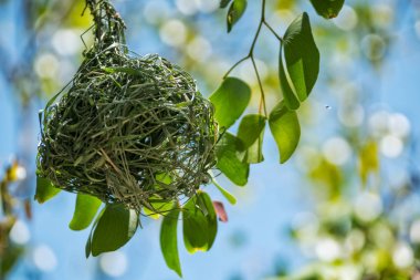 Yeşil dalları ile yapılan kuş yuvası.