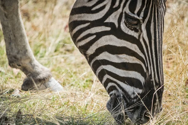 Portret van zebra eten gras. — Stockfoto