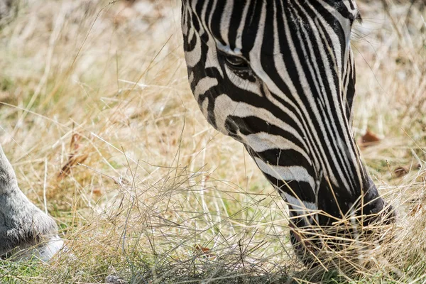Портрет зебры, поедающей траву . — стоковое фото