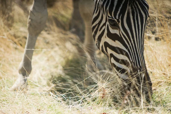 Portret van zebra eten gras. — Stockfoto