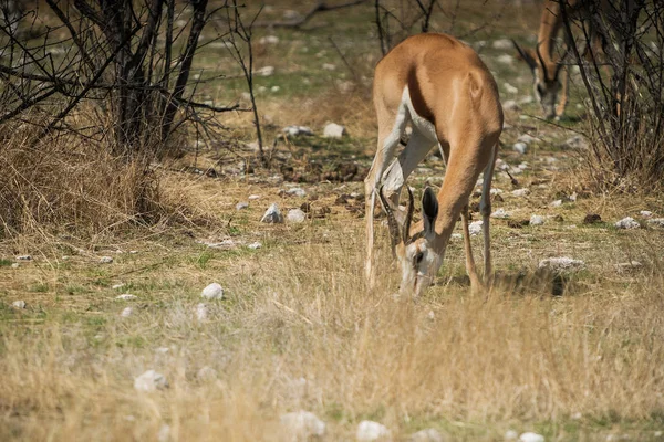 SPRINGBOCK betar på savann i Namibia. — Stockfoto
