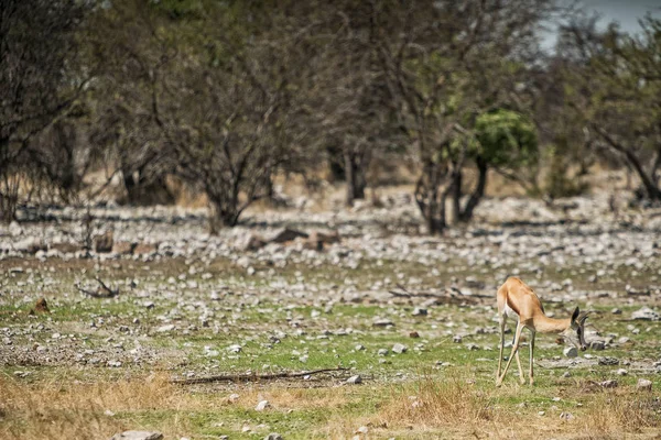 Springbock legeltetés a szavanna, Namíbia. — Stock Fotó