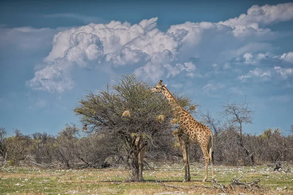 Girafes mangeant des feuilles d'arbres. Etosha. Namibie . — Photo
