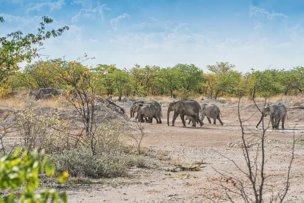 Famille d'éléphants en mouvement . — Photo
