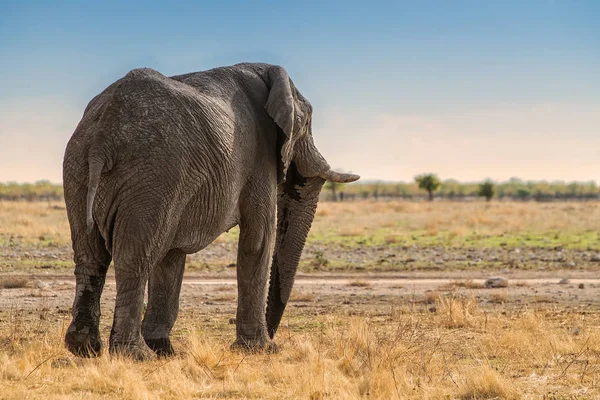 Elefánt vissza sétálni a Namíbiai savannah. Afrika. — Stock Fotó