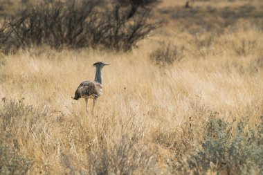 Kori damla Namibya etkin tavada yürüyüş için bilinen büyük kuş türü.