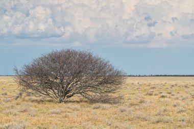 espinheira bilinen etkin tavada yalnız ağacı.