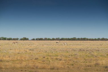 Zebralar ve etkin Savannah'ın üzerinde yürümek için Kudos. Afrika.