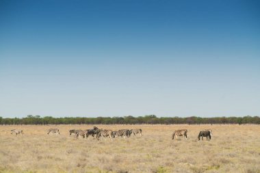 Etkin üzerinde yürüme zebralar sürüsü. Namibya. Afrika.