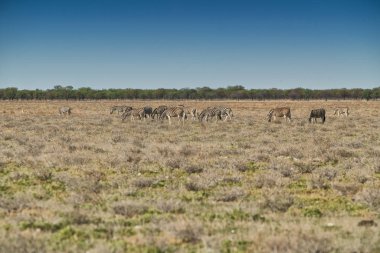Etkin üzerinde yürüme zebralar sürüsü. Namibya. Afrika.