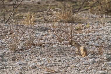 Gıda bebeği için arıyorsunuz suricate. Etkin. Namibya.