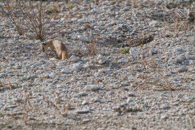 Gıda bebeği için arıyorsunuz suricate. Etkin. Namibya.